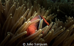 Clownfish by Julio Sanjuan 